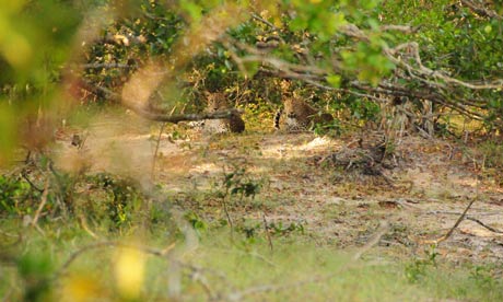 Leopards in Wilpattu National park, Sri Lanka
