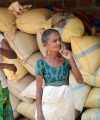 Breaking The Vicious Cycle: A Structural Blueprint For Sri Lanka’s Paddy Market