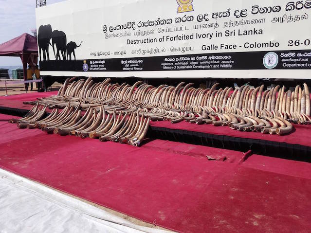 Blood Ivory