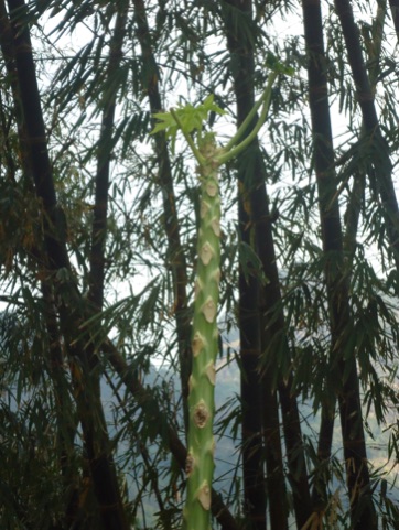 Monkeys love every part of the papaya plant!