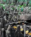 Effective Environmental Governance For Sri Lanka’s Prosperity