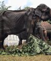 Sacred Processions, Shameful Cruelty, Hollow Religiosity