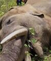The Cost of Coexistence: Navigating Sri Lanka’s Deadly Human-Elephant Conflict