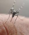 Let Us Collectively Fight The Dengue Mosquito