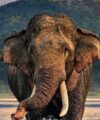 A Nation’s Treatment Of Animals Foretells Its Own Perilous State